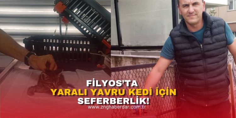 FİLYOS’TA YARALI YAVRU KEDİ İÇİN SEFERBERLİK
